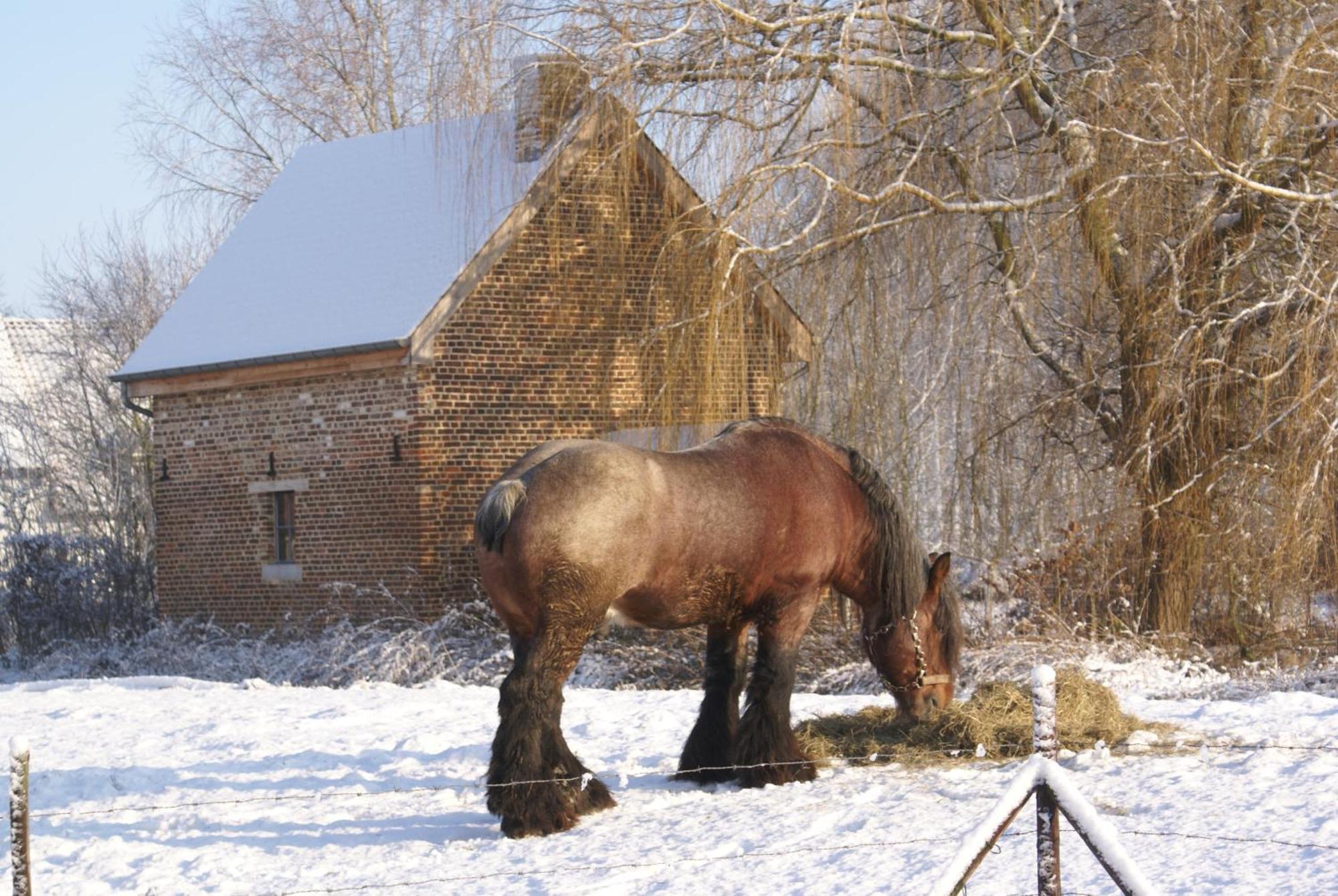 B&B De Metstermolen ซินท์-ทราวเดิน ภายนอก รูปภาพ